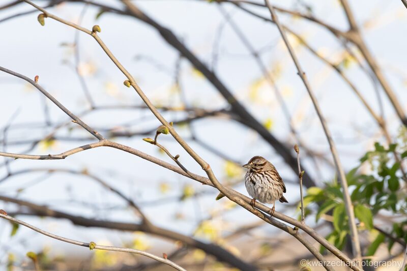 A Perched Song Sparrow